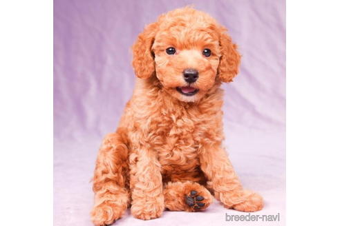 成約済の東京都のトイプードル-194354の5枚目